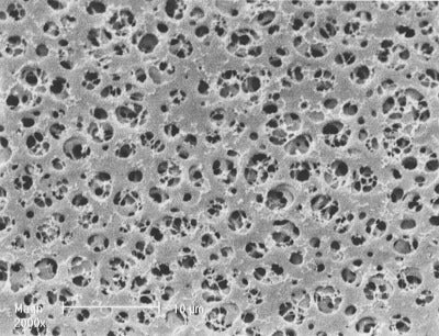 sartorius 11104--47------N Cellulose Acetate Membrane Filters / Type 11104, 0,8µm, 47mm (Pack of 100)